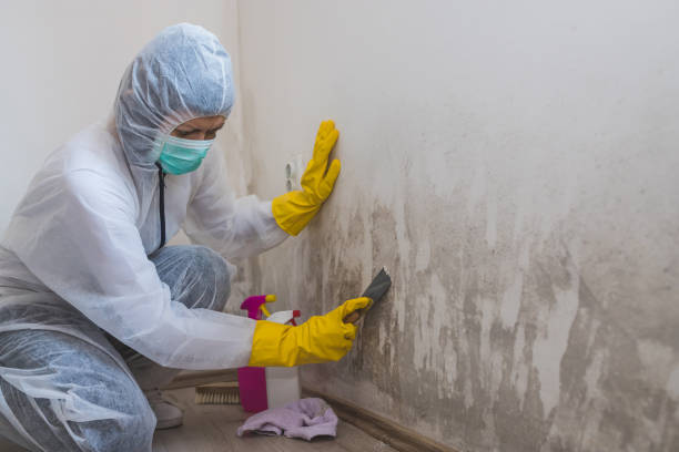 Best Mold Damage Repair  in Sonoma, CA