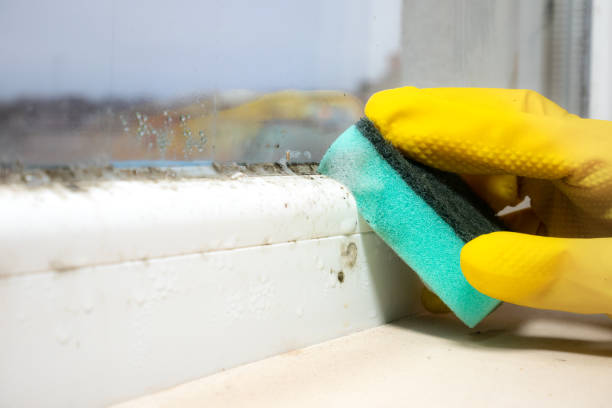 Mold Removal Process in Sonoma, CA