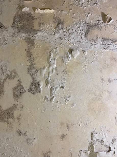 Best Mold Remediation  in Sonoma, CA