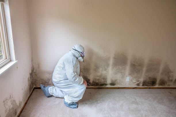 Best Mold Removal Process  in Sonoma, CA