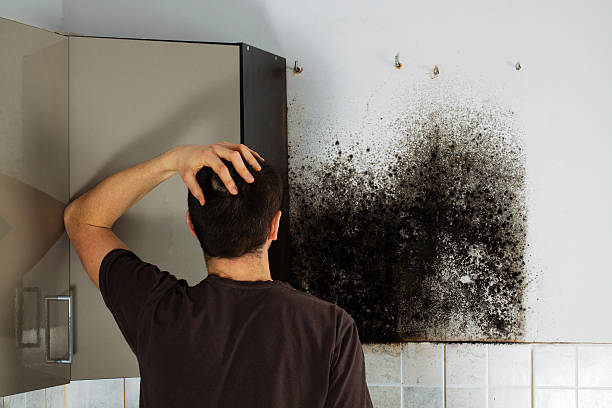 Best Emergency Mold Removal  in Sonoma, CA