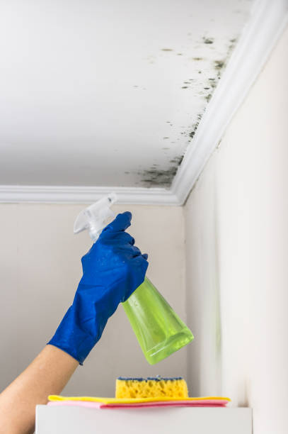 Best Attic Mold Removal  in Sonoma, CA