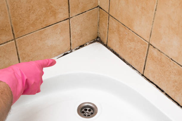 Best Office Mold Removal Services  in Sonoma, CA